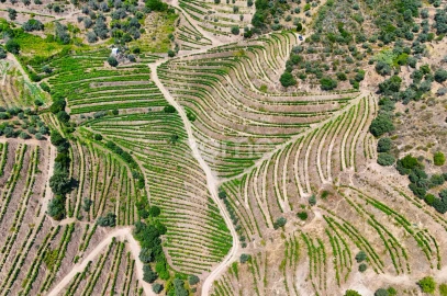 Terreno para Venda em Vale de Figueira