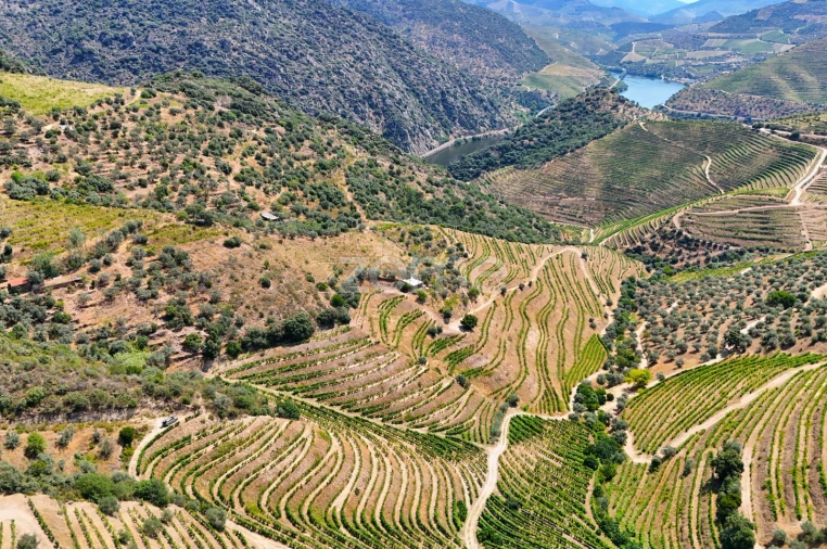 Terreno para Venda em Vale de Figueira Foto 4
