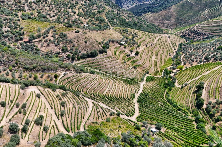 Terreno para Venda em Vale de Figueira Foto 5