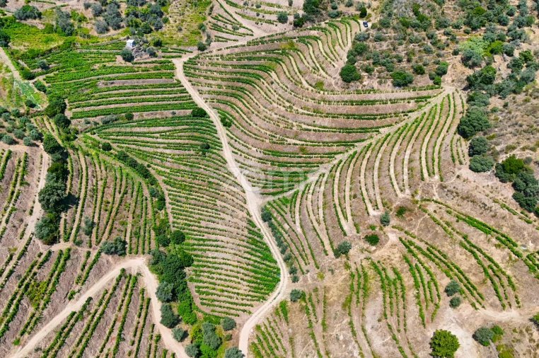 Terreno para Venda em Vale de Figueira Foto 16