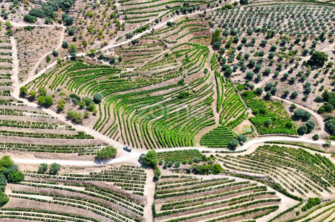 Terreno para Venda em Vale de Figueira Foto 2