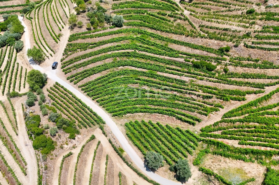 Terreno para Venda em Vale de Figueira Foto 4