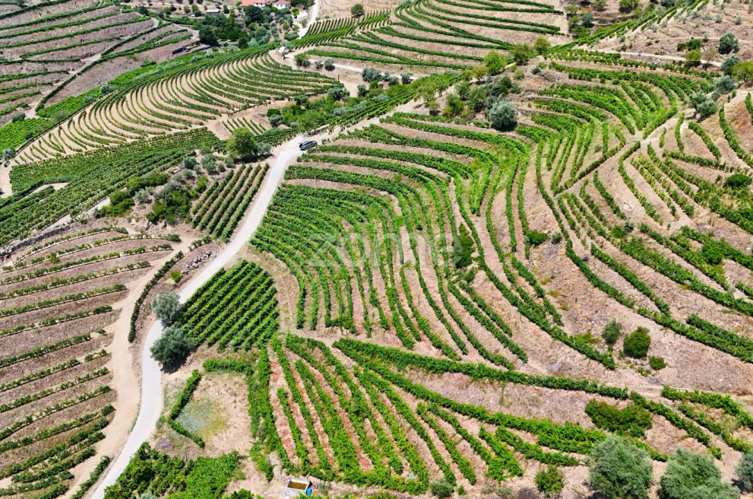 Terreno para Venda em Vale de Figueira Foto 6