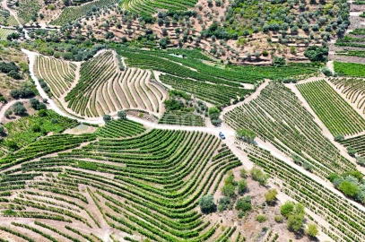 Terreno para Venda em Vale de Figueira