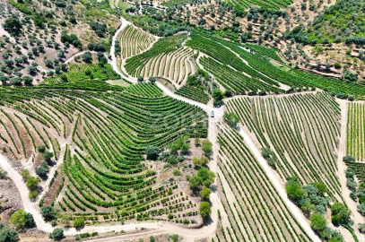 Terreno para Venda em Vale de Figueira