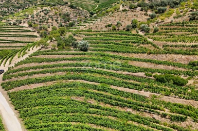 Terreno para Venda em Vale de Figueira