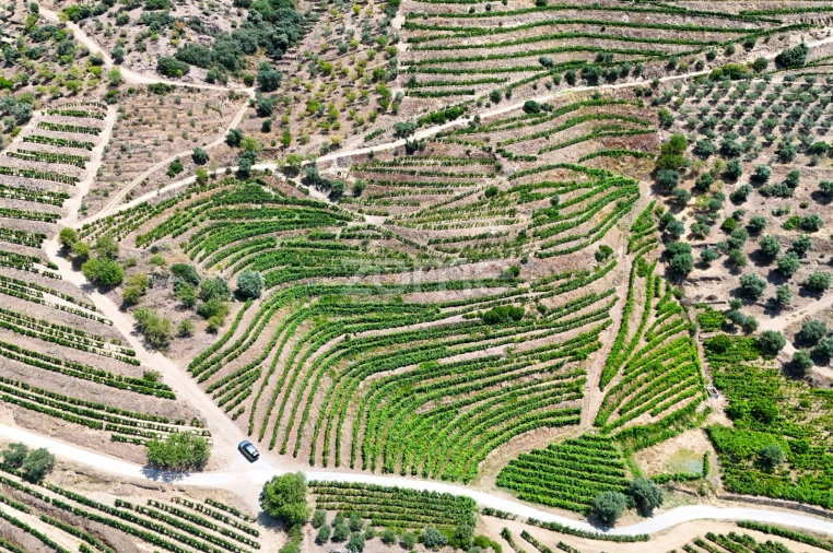 Terreno para Venda em Vale de Figueira Foto 3