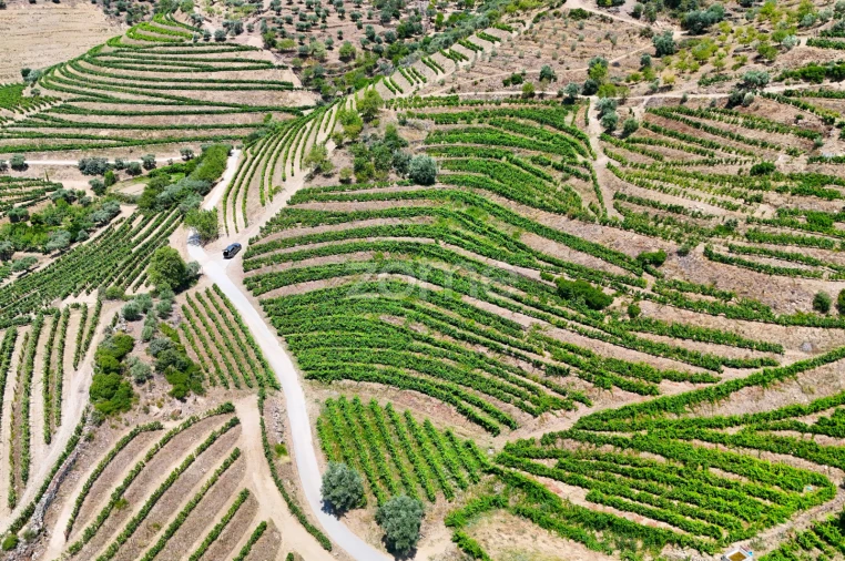 Terreno para Venda em Vale de Figueira Foto 5