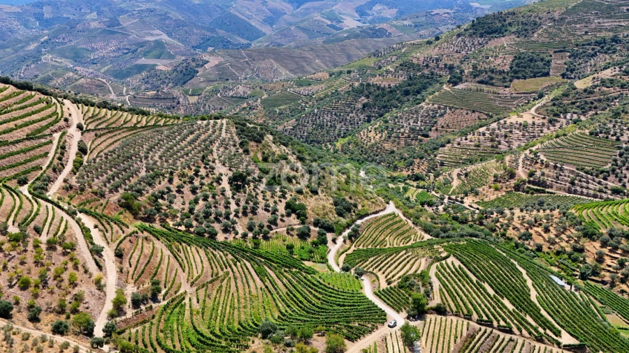 Terreno para Venda em Vale de Figueira