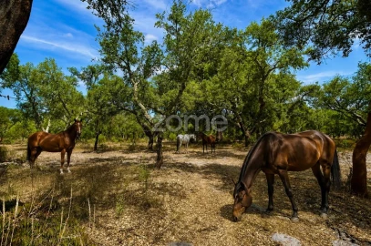 Terreno para Venda em Grândola e Santa Margarida da Serra