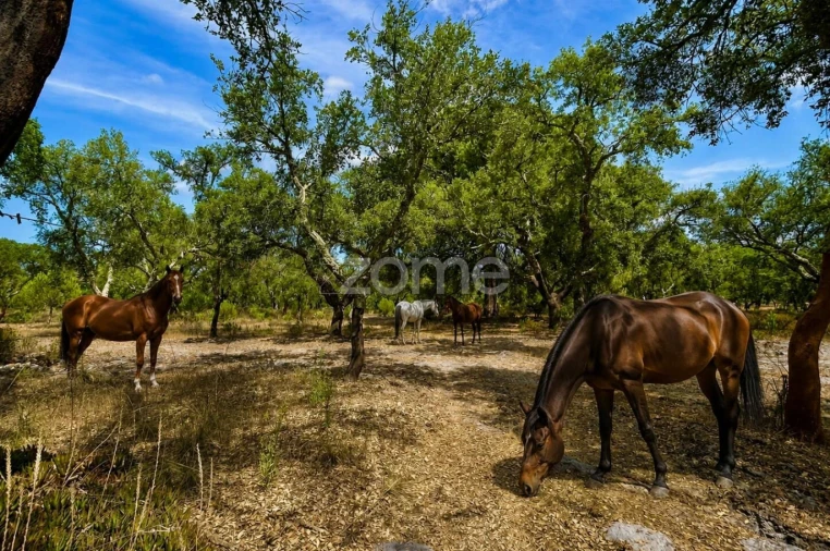Terreno para Venda em Grândola e Santa Margarida da Serra Foto 8