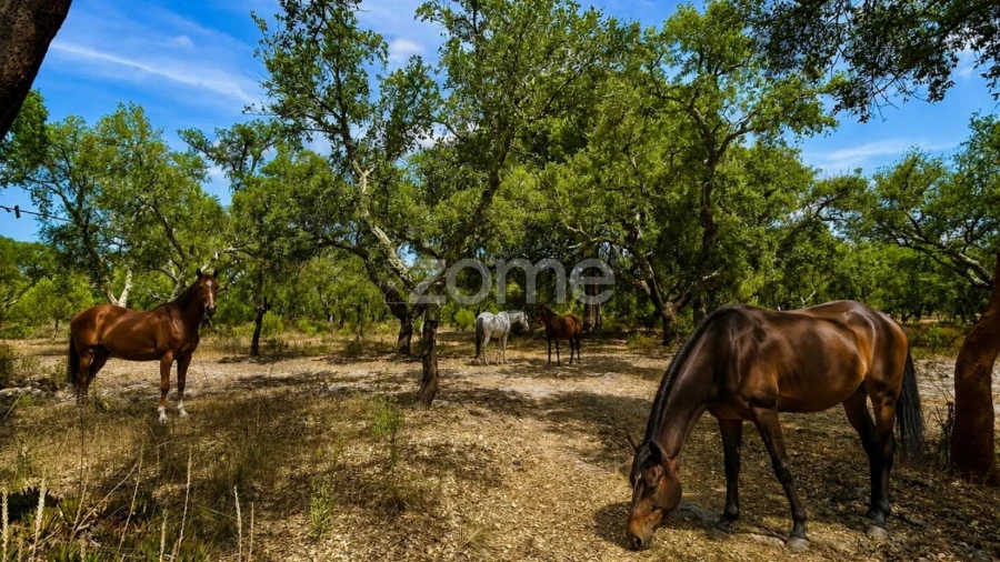 Terreno para Venda em Grândola e Santa Margarida da Serra
