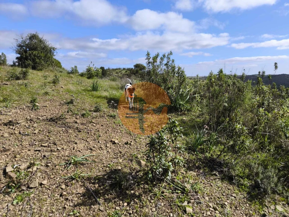 Terreno para Venda em Azinhal Foto 26