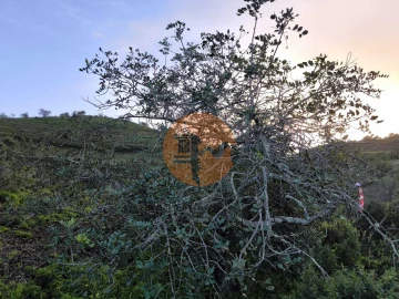 Terreno para Venda em Azinhal