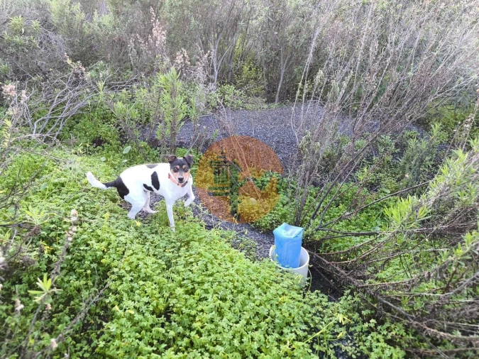 Terreno para Venda em Azinhal Foto 5