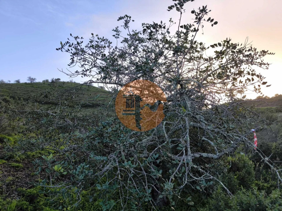Negócio para Venda em Azinhal Foto 17