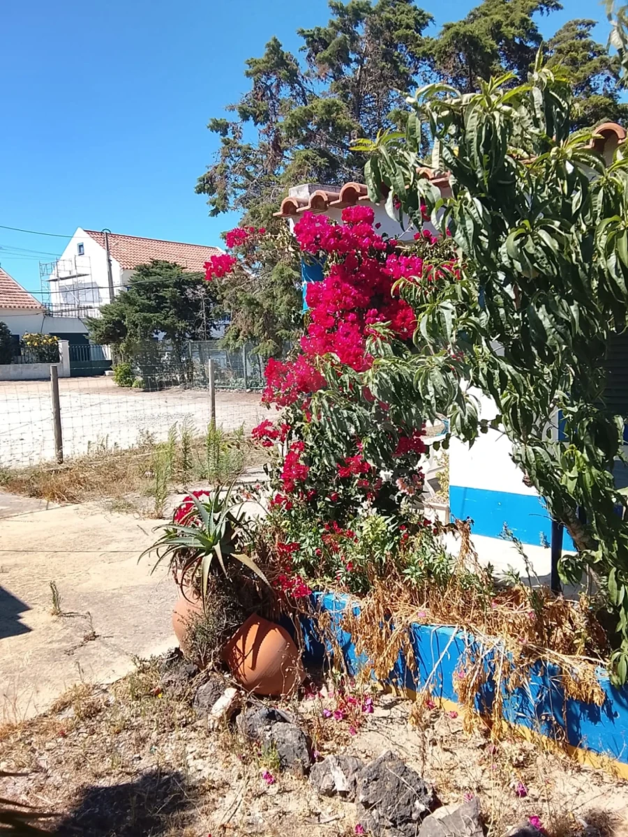 Moradia T2 para Arrendamento em Vila Nova de Milfontes Foto 3