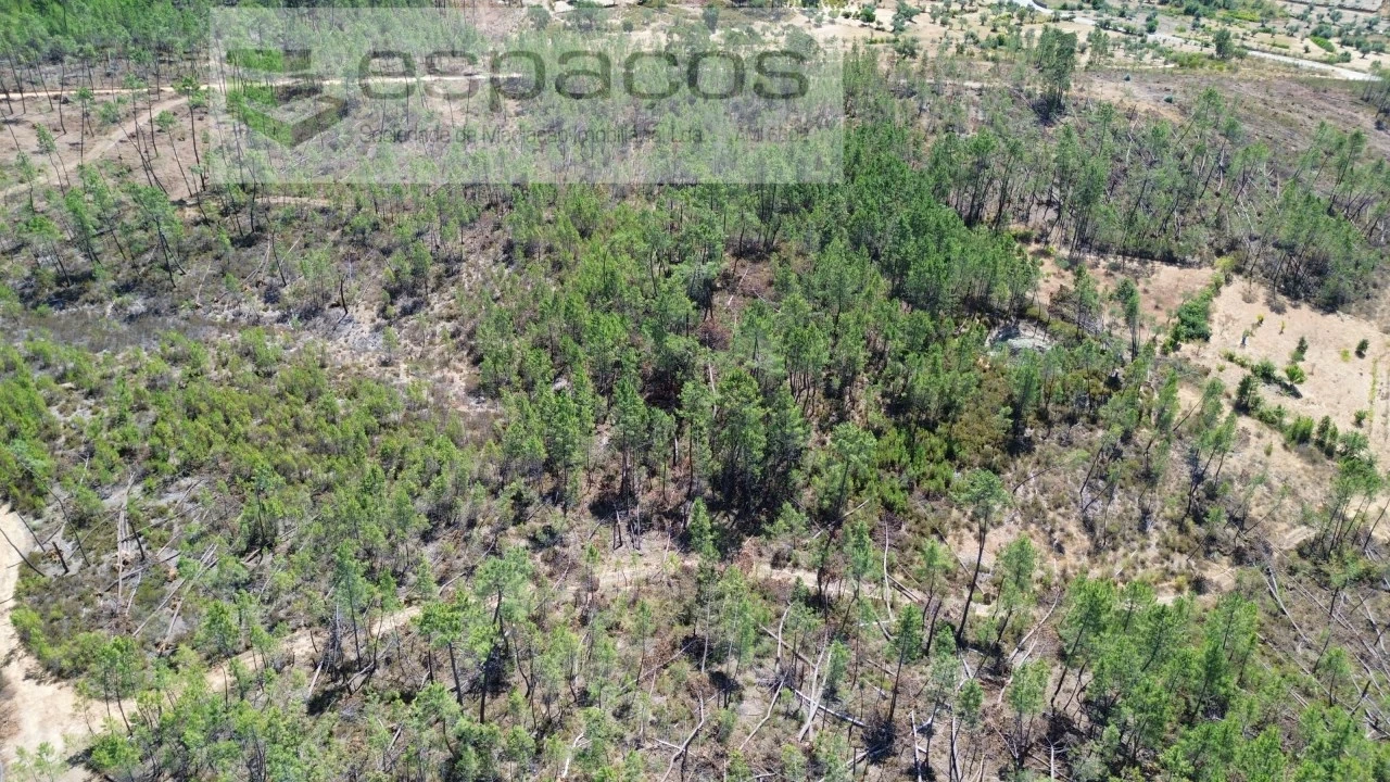 Terreno Agricola ou Rústico para Venda em Santo Andre das Tojeiras Foto 6