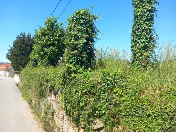 Terreno para Venda em Antas