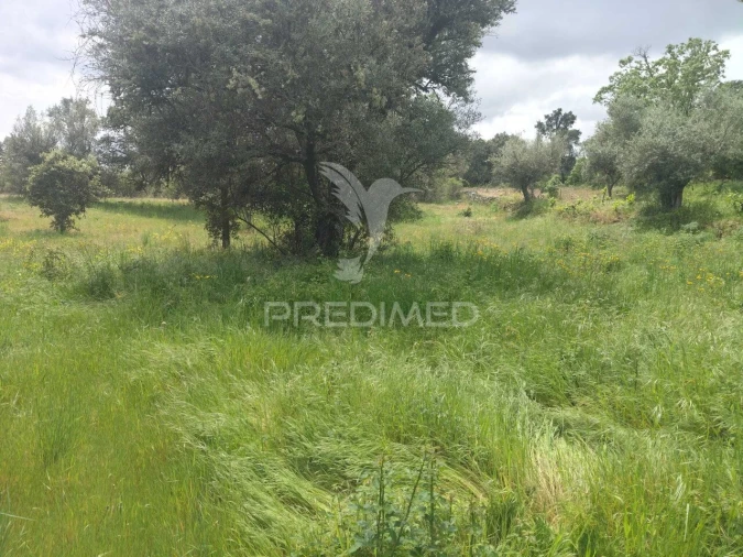 Terreno para Venda em Leomil, Mido, Senouras e Aldeia Nova Foto 3