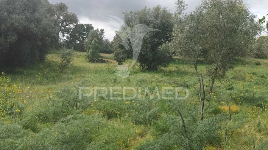 Terreno para Venda em Leomil, Mido, Senouras e Aldeia Nova