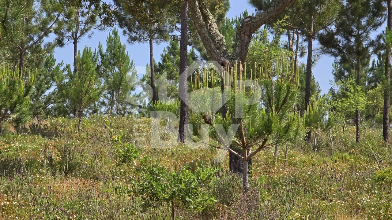 Quinta T1 para Venda em Sines Foto 7