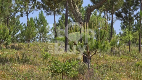 Quinta T1 para Venda em Sines