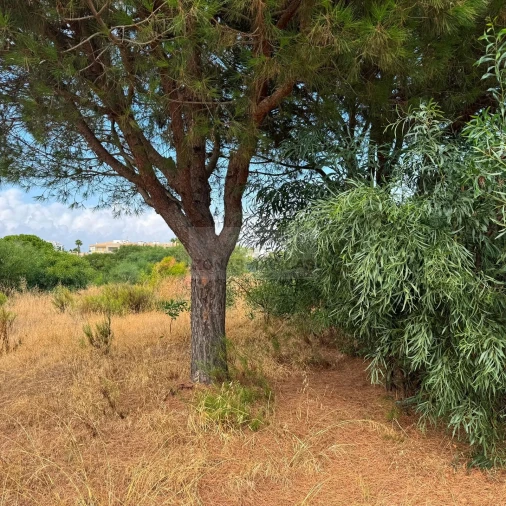 Terreno para Venda em Lagos (São Sebastião e Santa Maria) Foto 2
