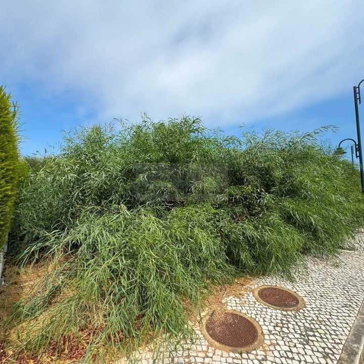 Terreno para Venda em Lagos (São Sebastião e Santa Maria) Foto 1