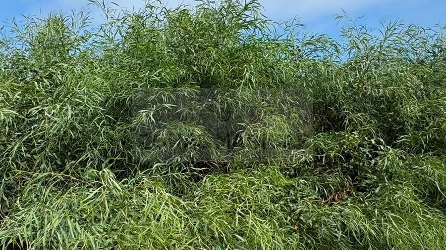 Terreno para Venda em Lagos (São Sebastião e Santa Maria)
