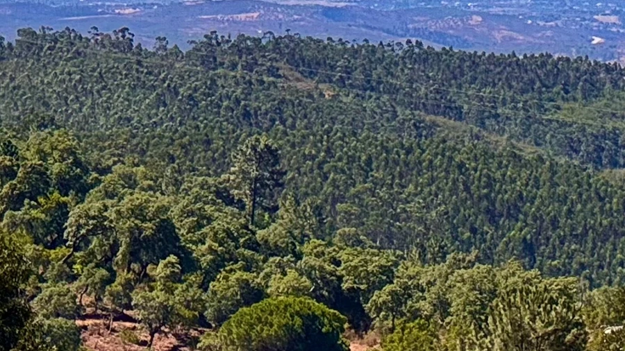 Terreno para Venda em Marmelete