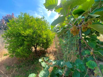 Terreno para Venda em São Domingos de Rana