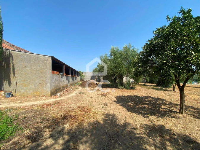 Terreno para Venda em Torres Novas (Santa Maria, Salvador e Santiago) Foto 23