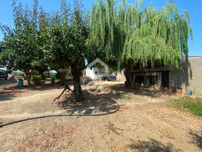 Terreno para Venda em Torres Novas (Santa Maria, Salvador e Santiago) Foto 24