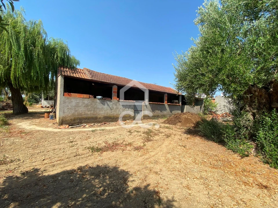 Terreno para Venda em Torres Novas (Santa Maria, Salvador e Santiago) Foto 22