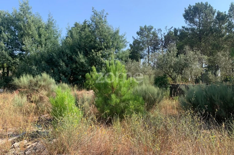 Terreno para Venda em Tavares (Chãs, Várzea e Travanca) Foto 5