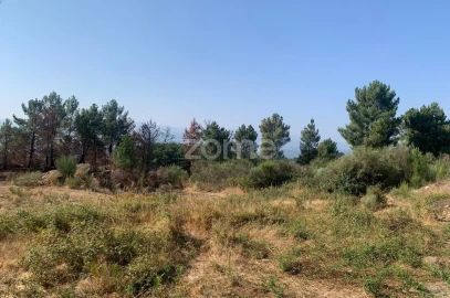 Terreno para Venda em Tavares (Chãs, Várzea e Travanca)