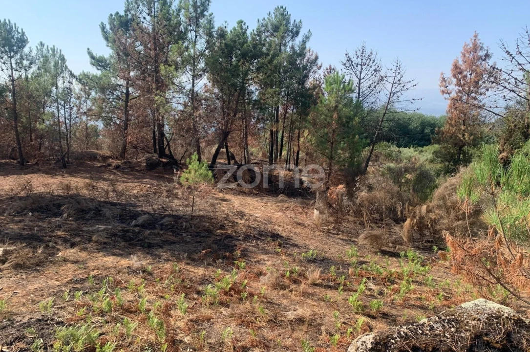 Terreno para Venda em Tavares (Chãs, Várzea e Travanca) Foto 8