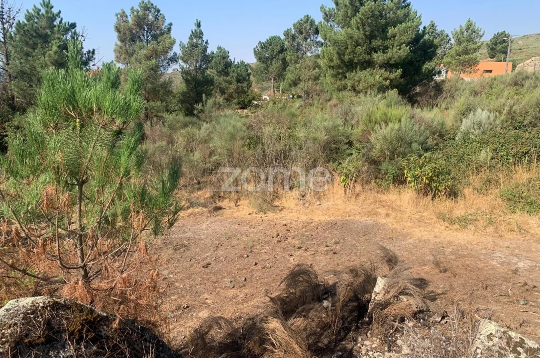 Terreno para Venda em Tavares (Chãs, Várzea e Travanca) Foto 9