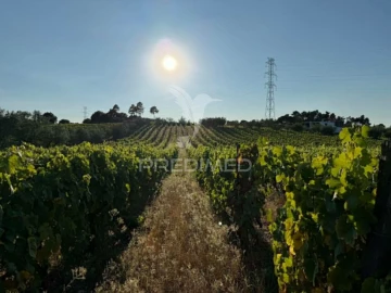 Terreno para Venda em Poiares e Canelas