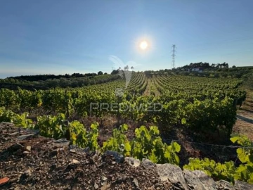 Terreno para Venda em Poiares e Canelas