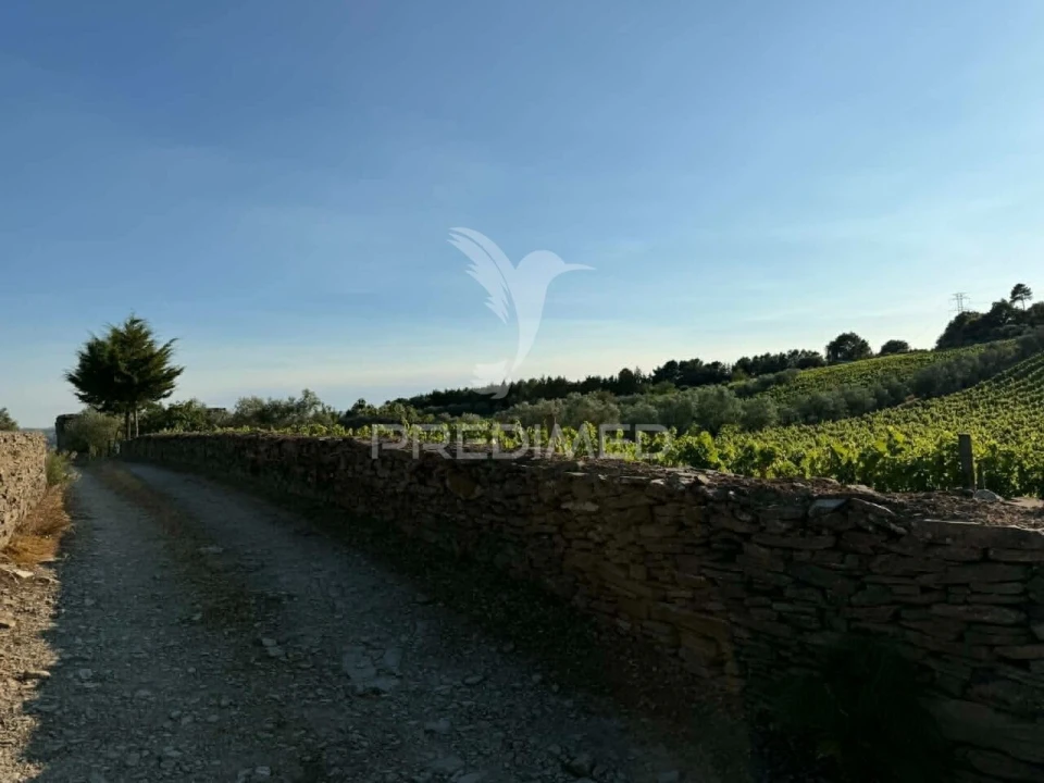 Terreno para Venda em Poiares e Canelas Foto 9