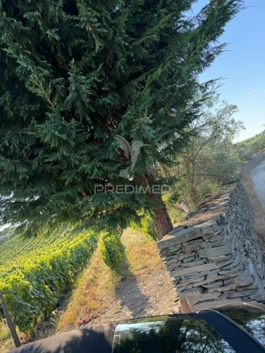 Terreno para Venda em Poiares e Canelas Foto 13