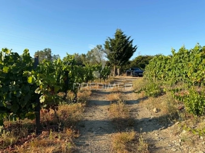 Terreno para Venda em Poiares e Canelas Foto 12