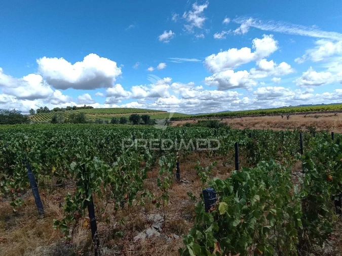 Terreno para Venda em Poiares e Canelas Foto 4