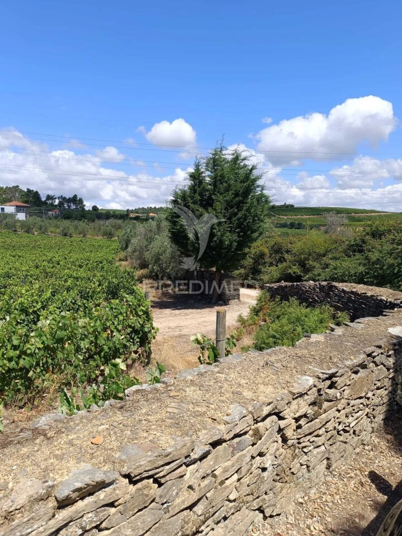 Terreno para Venda em Poiares e Canelas Foto 8
