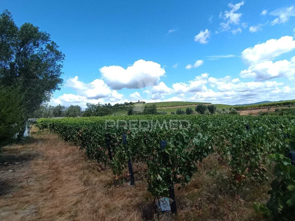 Terreno para Venda em Poiares e Canelas Foto 3
