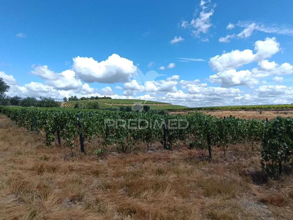 Terreno para Venda em Poiares e Canelas Foto 5