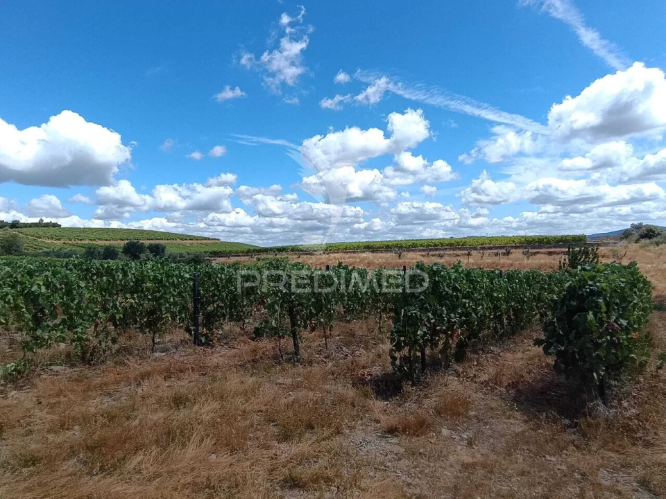 Terreno para Venda em Poiares e Canelas Foto 6