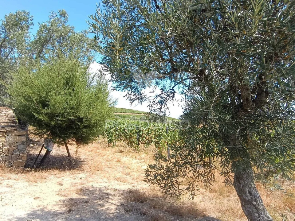 Terreno para Venda em Poiares e Canelas Foto 1